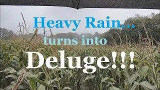 Walking In Wind & Rain - Sounds Of Rainstorm In Corn Field (With Umbrella)