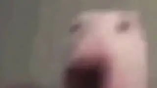 Walter dog funny arab