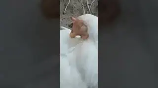 Curious chicken looking at me as I make chicken sounds