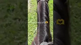 #painthorse #halflinger #mustang #shorts #horses