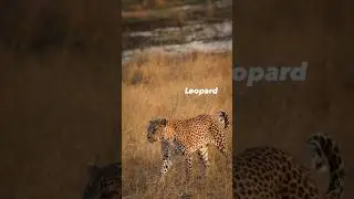 Big Five Safari&rsquo;s 🐘