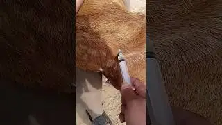Intramuscular injection in goat| #vet #veterinarian #goat farm #veterinary clinic #short #exoticvet