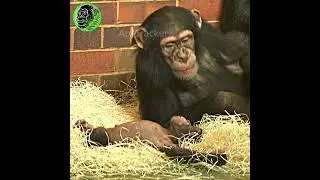Crying Baby Chimp #shorts