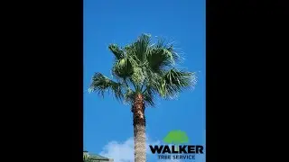 How To Prune Florida Palm Trees