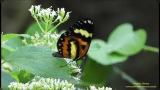 Placidina eurianassa Serra do Japi SP 1 5 2021 Antonio Silveira