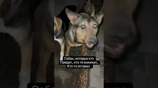 #animal #need #helpinghands