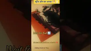 Street Dog Home Now ❤️#humanity#help#animalrescue#sad#shorts#shortvideo#funny#emotational