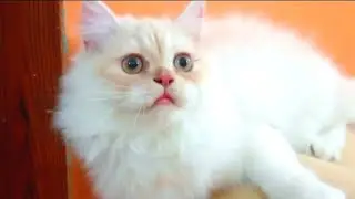 Persian cat playing | Persian cats playing | funny persian cat playing| funny persian cats playing 