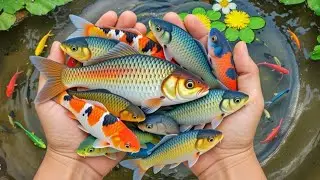 How I Catch Fish by Hand | Relaxing Small Pond Session