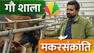 Canada Cow 🇨🇦🐄 vs India Cow 🇮🇳🐮| Happy Makarsakranti | Gaushala in Canada
