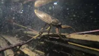 Beware of the TOE BITER: The Most Painful Insect Bite (4K POV)