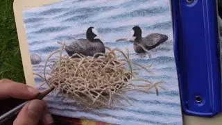 drawing breeding coots from life (graphitint pencils)