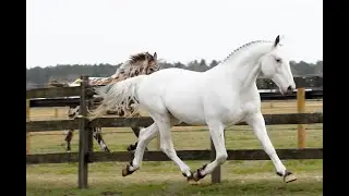 Pax Asgard af Pegasus - Homozygous Fewspot Knabstrupper Stallion