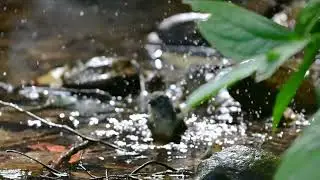 人生70才開始 353 251209 綠繡眼戲水
