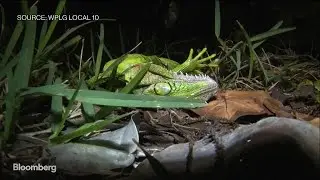 Iguanas Are Falling From Trees in Florida