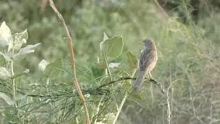 The common babbler Argya caudata 8