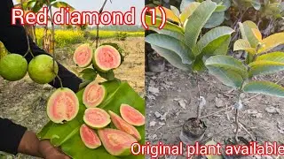 Red diamond 1 guava plant 100% original plant available and all over india delivery 🚚 and low price 