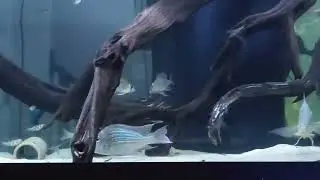 Geophagus sveni WC & Company (08/16/2024)