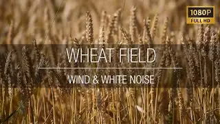 Wheat field - Wind Blowing & Smooth Relaxing Piano Music Ambience 🌾🎹