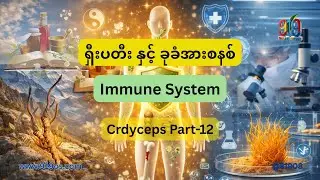 #ရှီးပတီး Cordyceps and Immune System ခုခံအားစနစ် | #Cordyceps Knowledge Series &ndash; Part 12 | #919os