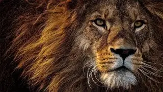 🦁 L'ANIMAL TOTEM LION : tout savoir !
