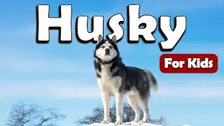 Huskies for Kids | Learn About Animals for Kids | Learn about Husky for Kids