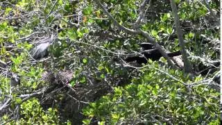 Nest Defense