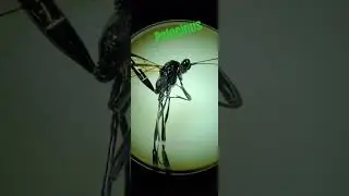 observation d'un &eacute;trange insecte (Pelecinus Polyturator)#insects #science #horror#animals