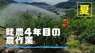【有田市で就農】みかん農家になって4年目「農作業編（夏季）」