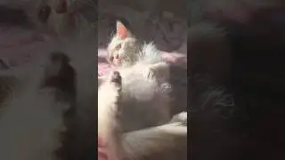 Cute and beautiful little Kitty Playing and doing cute thing made my day #adorable #cute #fyp #cat