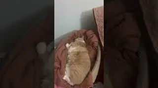Sleeping #like #trending #cat #catstagram #cute #happy #cats #loving #live #love #baby #shortvideo