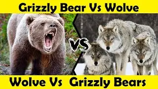 Wolves Vs  Grizzly Bears Fight.