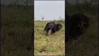 Гигантский муравьед! Смотри комментарий! #муравьед #природа #замысел #ислам #аллах #вера #коран