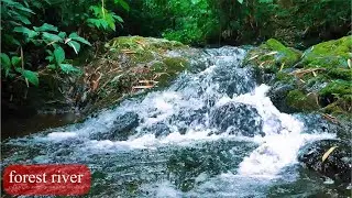 The sound of the river that improves concentration (the murmuring of the river) [study, sleep, ASMR]