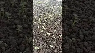 cara menanam sawi cepat besar