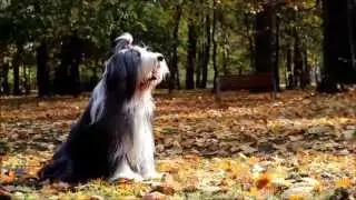 Amazing bearded collie Beza and tricks