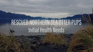 Minnesota Zoo Rescued Northern Sea Otter Pups Chapter 4: Initial Health Needs