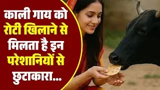 इस दिन खिलाइए गाय को रोटी | Cow Feeding Remedies | Astrology Tips | Grah Dosh Nivaran