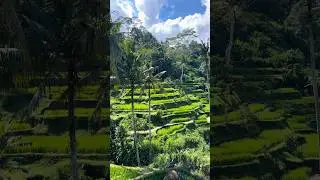 Famous Tegallalang Rice Terrace in Bali #travel