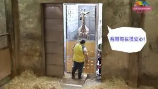 「宵璋」順利移居六福村—啟動長頸鹿繁殖合作