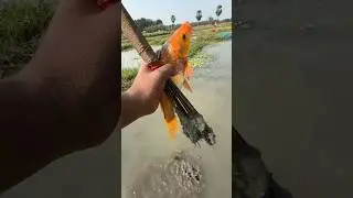 Amazon fishing challenge ✅ new video #viral #handfish