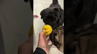 Dog refusing to brush its teeth? Ozon 2589220810 VB 489511117 Follow our Telegram channel @vetolaru