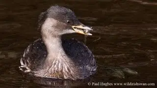 Lamprey is hunted and consumed by a bird that's known as a grebe.🦅