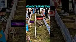 rabbit and tortoise race #trending #wildanimals #wildlife #rabbit #tortoise #racing #viral #like