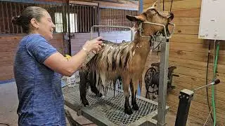 The $1000 Goat Bath: The Real Cost of a Goat Show
