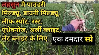 लहसुन मैं काली मस्सी का अटैक। लहसुन मै पीलापन कैसे दूर करे! लहसुन मै झुलसा रोग नियंत्रण।