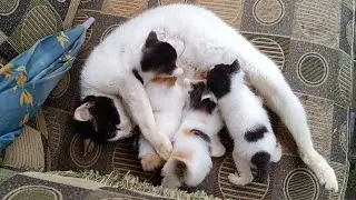 Four kittens fight over their mother's milk