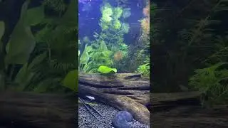 Using API Co2 booster for my aquarium setup #bunnycart 10% discount on live plants from