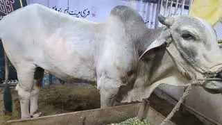 jdc qurbani baraye mustehqeen. sibi mela winner