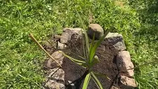 Testing a young butia capitata seedling in the north of Poland